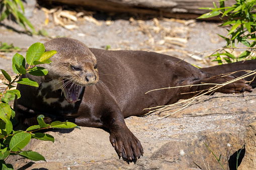 Eurasian otter (Lutra lutra) hiding in a hollow near a stream.