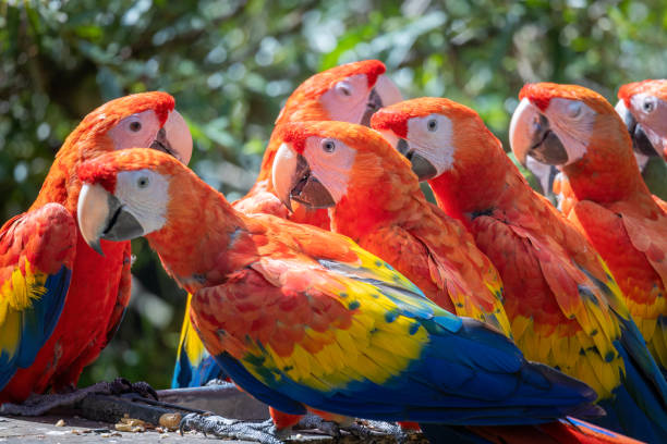 la guacamaya roja (ara macao), grupo de loros. - aviary fotografías e imágenes de stock