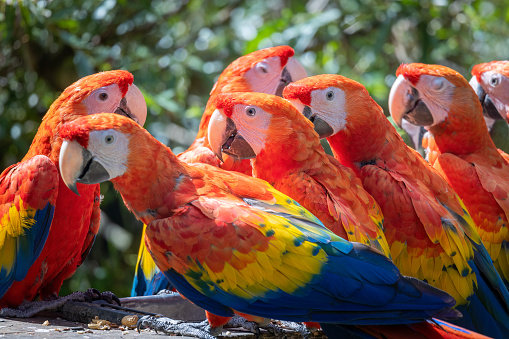 The scarlet macaw (Ara macao), group of Central and South American parrots.