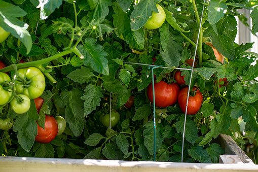 A close up look of some lush tomato plants growing in a raised garden bed