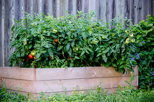 A raised garden bed filled with tomato plants