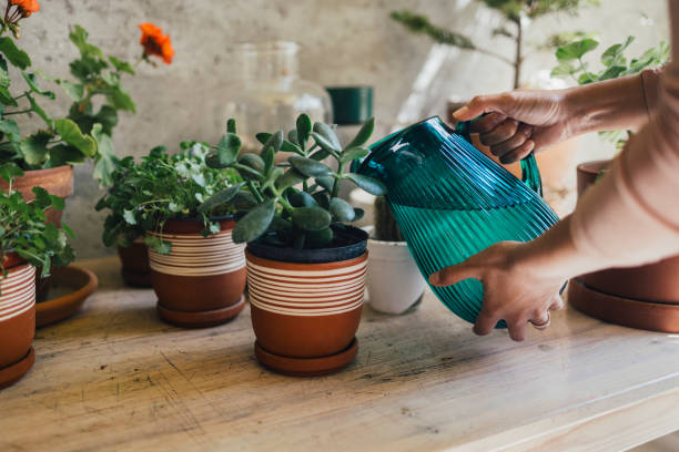 A cropped photo of an anonymous Caucasian woman watering her flowers.