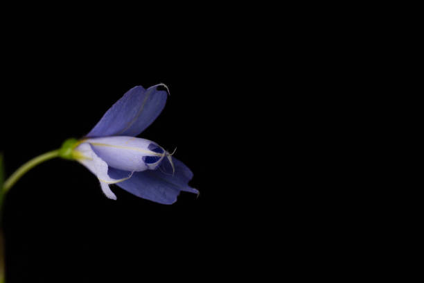istock Blue lavendar wildflower high key black backdrop 1430814278