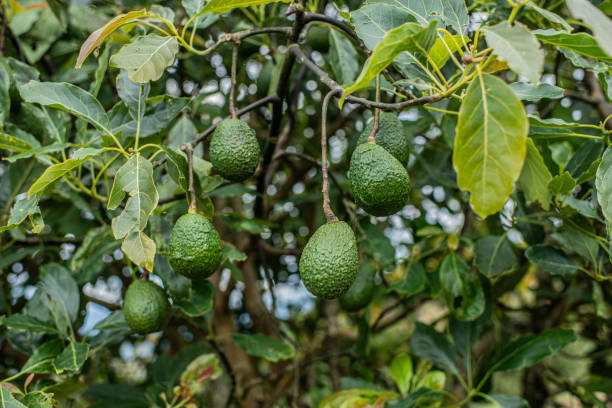 istock organic avocado crop in harvest 1430814283