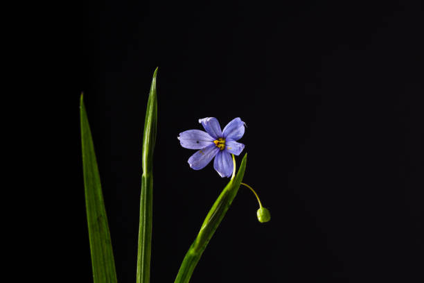 Blue lavendar wildflower high key black backdrop