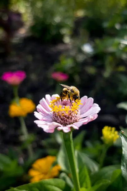 A beautiful bee is getting pollen from a flower