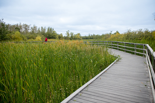 A long boardwalk in the Manitoba Marsh lands at the Assiniboine forrest