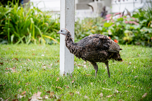 A wild turkey in someone's front yard is cautious and looking around.