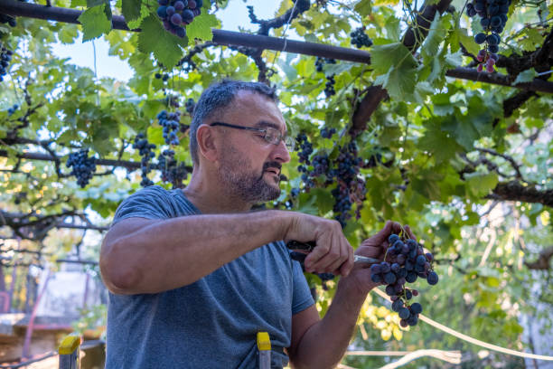 istock A vinedresser picks grapes from a home veranda. 1430818537
