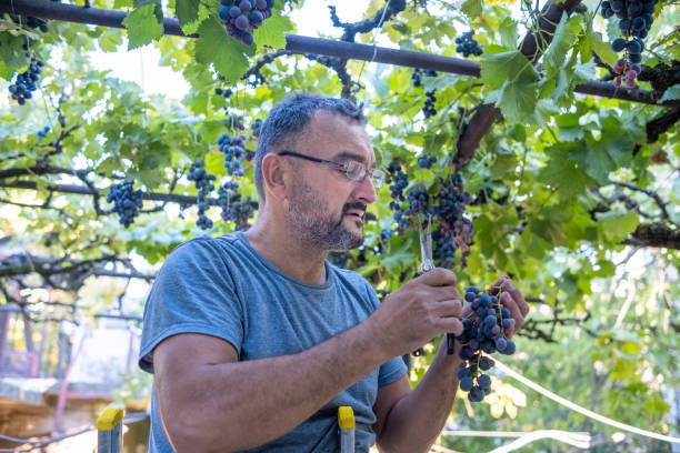 istock A vinedresser picks grapes from a home veranda. 1430818560