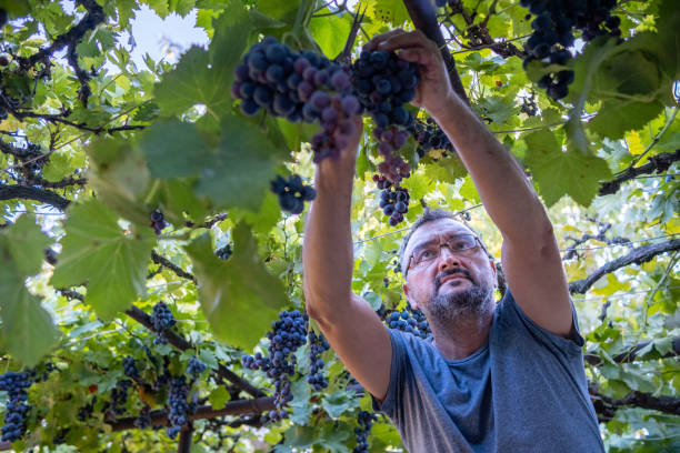 istock A vinedresser picks grapes from a home veranda. 1430818752