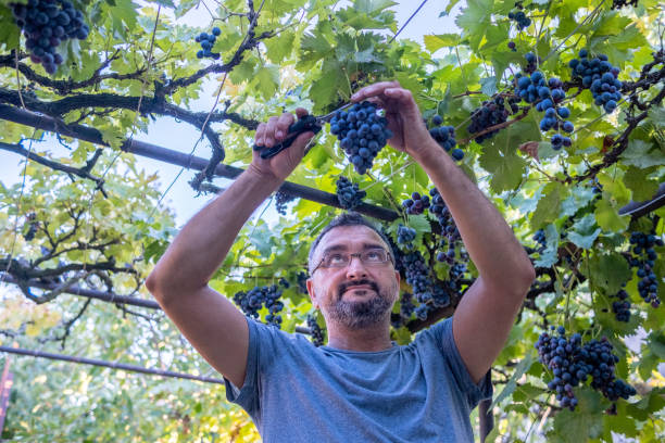 istock A vinedresser picks grapes from a home veranda. 1430818775