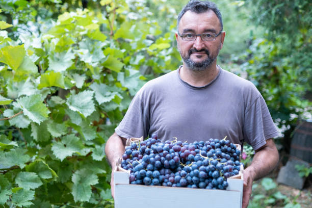 istock A vinedresser harvests the harvest 1430818884