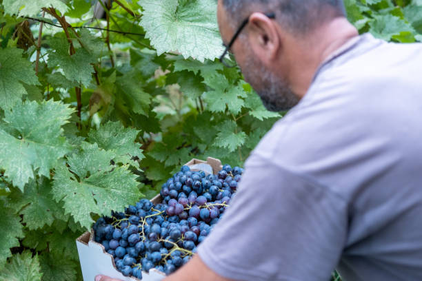 istock A vinedresser harvests the harvest 1430818991