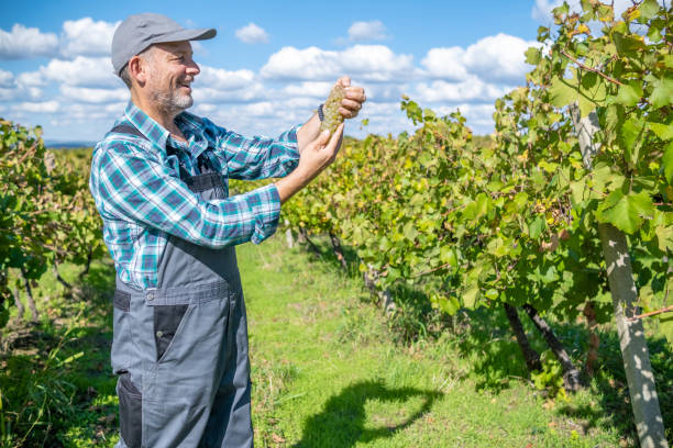 istock A vinedresser collects the harvest from a vineyard. 1430819032