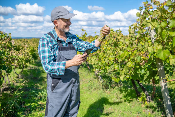 istock A vinedresser collects the harvest from a vineyard. 1430819049