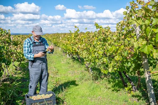 A vine grower in gray overalls, a gray hat, and a green checkered shirt is harvesting from a vineyard. He holds a white grape in one hand and a phone in the other and looks on with satisfaction.