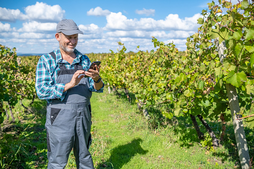 A vine grower in gray overalls, a gray hat, and a green checkered shirt is harvesting from a vineyard. He works with a phone.