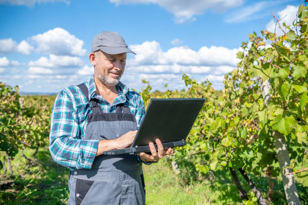 istock Vintner - oenologist works in a vineyard. 1430819078