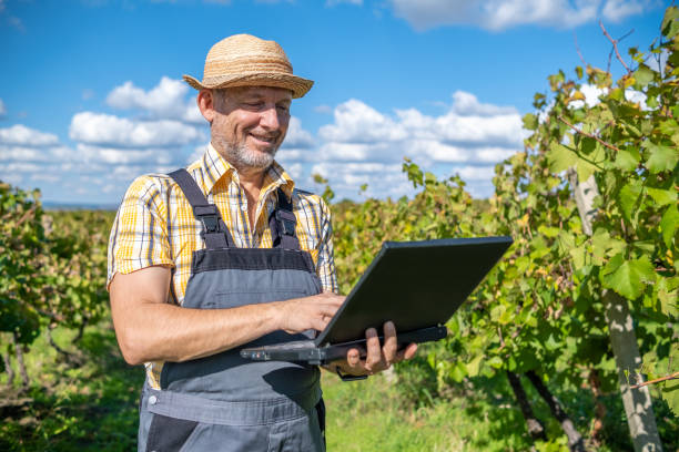 Vintner - oenologist works in a vineyard.