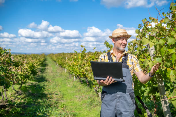 istock Vintner - oenologist works in a vineyard. 1430819112