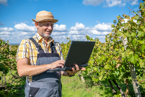 A vintner in a gray overall, a yellow knitted straw hat, and a yellow checkered shirt harvests a vineyard. He holds an open black laptop in his hands and works on it.