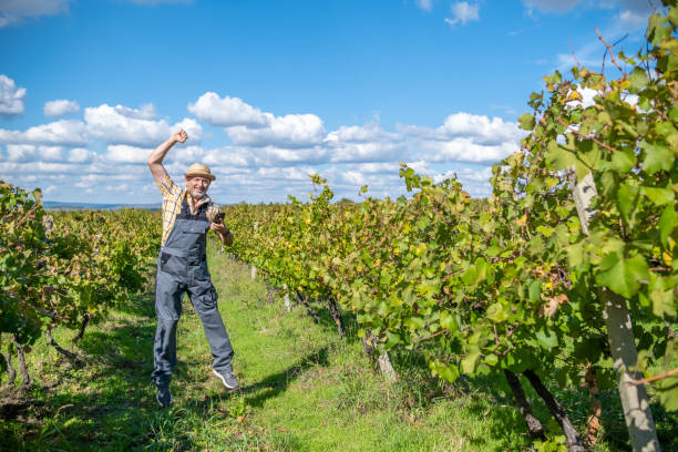 A vintner in a gray overall, a yellow knitted straw hat, and a yellow checkered shirt harvests a vineyard. He holds a black smartphone in his hands and jumps with pleasure in the harvested vineyard after the end of the harvest.