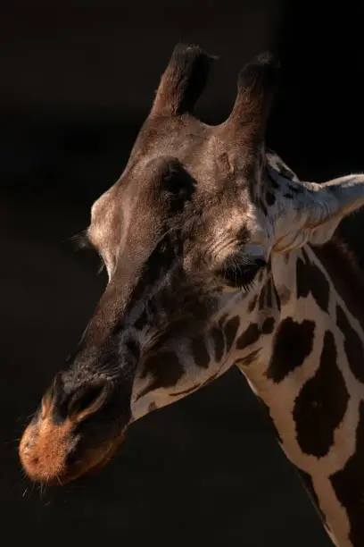 Head of a giraffe against a dark background.