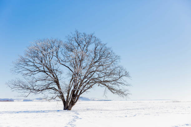 istock Japanese elm with snow in Hokkaido at dusk 1430822975
