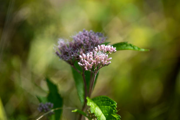 purple flower plant autumn season highland floral scenic view with blurred background October orange environment space