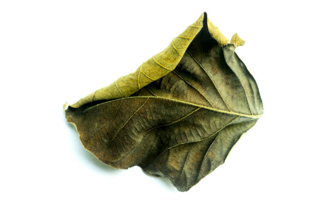 istock Dried teak leaves in autumn isolated on white background 1430825581
