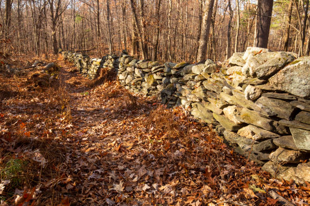 istock Stone wall winds through Whitaker Woods in Somers, Connecticut. 1430826296
