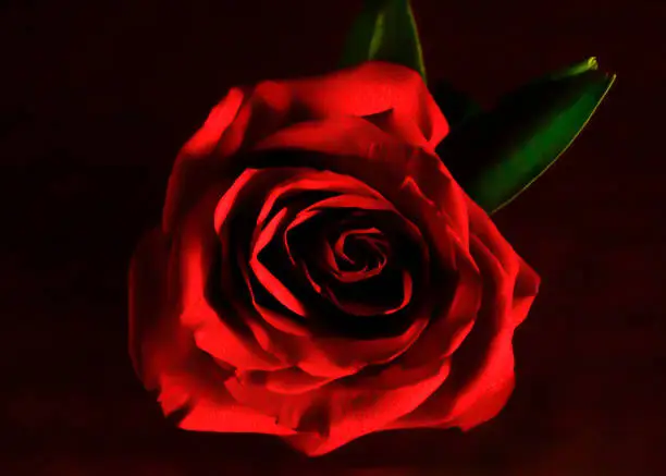 A deep, bright red rose against a dark background.