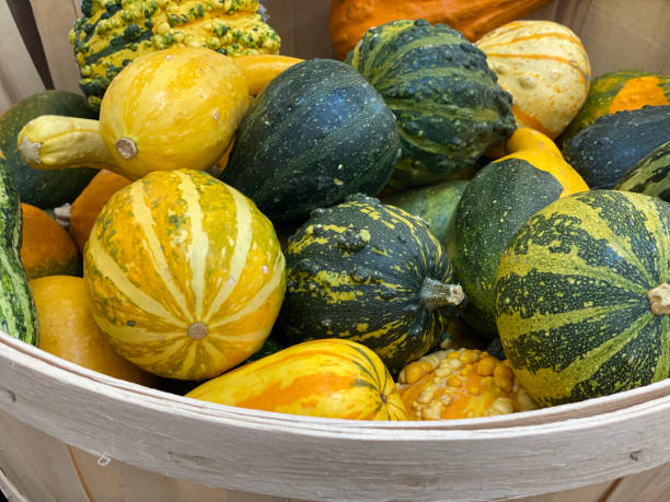istock Pumpkins and Gourds 1430829880