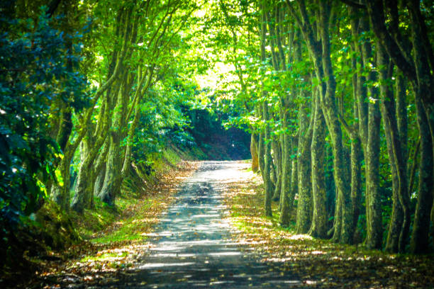 A walking, hiking trail through trees on Graciosa Island, Azores