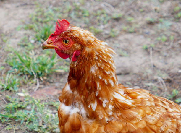 istock Close up profile of a chicken, hen 1430835937