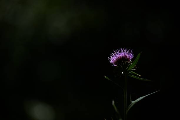 Japanese thistle flowers. Flower background material. Asteraceae perennial plants. In Scotland, the thorns are said to protect the country from foreign enemies, and it is the national flower.