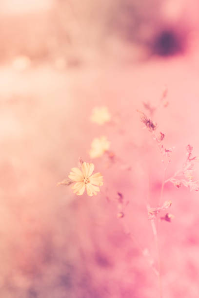 istock Pink wild plant background 1430837960