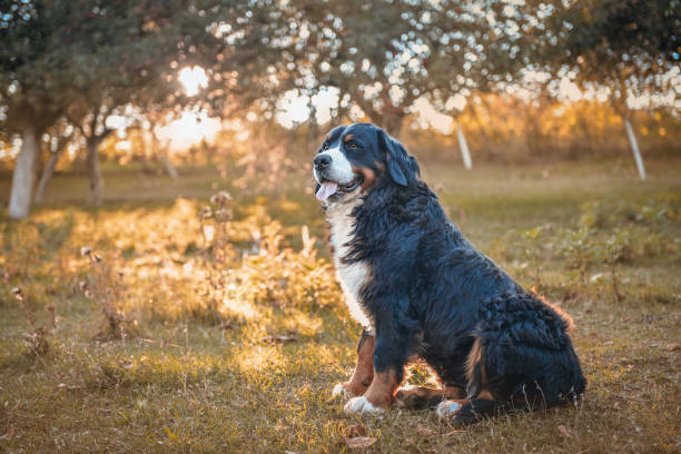 istock Bernese mountain dog sitting on the grass 1430839092