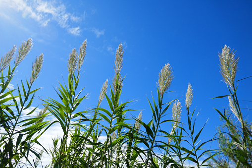 Arundo donax is a tall perennial cane. It is one of several so-called reed species. It has several common names including giant cane, elephant grass, carrizo, arundo, Spanish cane, Colorado river reed, wild cane, and giant reed.