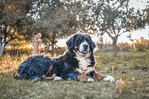 istock Bernese mountain dog on the grass 1430839847