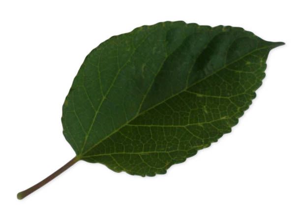 istock Leaf black mulberry (Morus nigra) on white background, green, rough on upper surfaces, often producing leaves of several different shapes. The upper sides or adaxial face (ADET). 1430841029