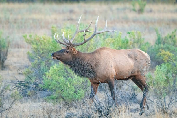 istock Dominant Bull elk establishing territory, calling to cows and challenging bulls at sunset in northern Montana 1430841441