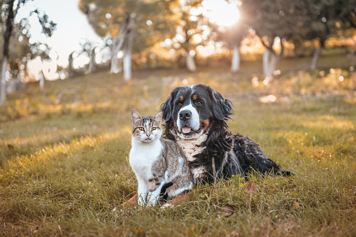Bernese mountain dog and domestic cat