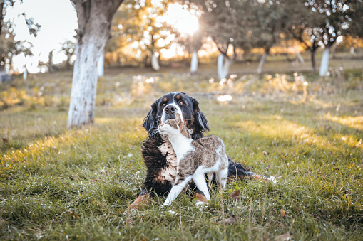 Bernese mountain dog and domestic cat