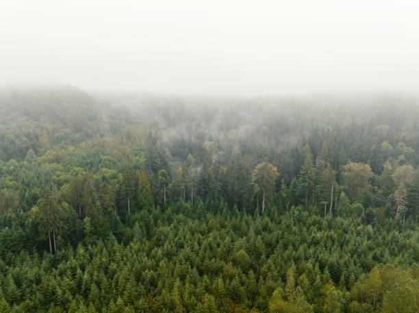istock Mist Rises In A Managed Forest in PNW 1430842764
