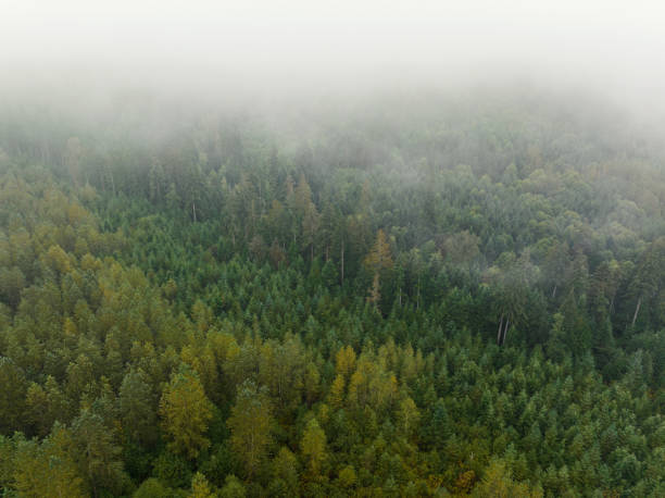 istock Mist Rises In A Managed Forest in PNW 1430842785