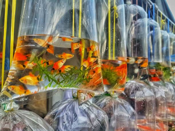 Goldfish in plastic bag Goldfish in plastic bag at local market in Bangbon Bangkok Thailand. basket boat stock pictures, royalty-free photos & images