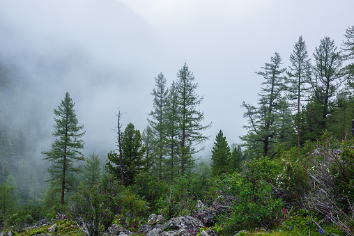 Atmospheric forest landscape with coniferous trees in low clouds in rainy weather. Bleak dense fog in dark forest under gray cloudy sky in rain. Mysterious scenery with coniferous forest in thick fog.