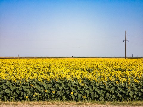 sunflower field over cloudy blue sky, candid